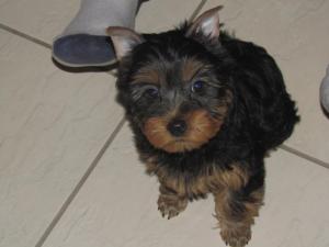 Maggie and her best "Am I adorable or what?" face