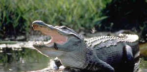 He's waiting for Hubby to take him down.;