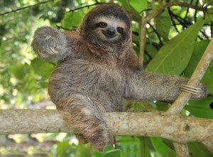 I'm not Human...I'm a Sloth. But I'm still cool...