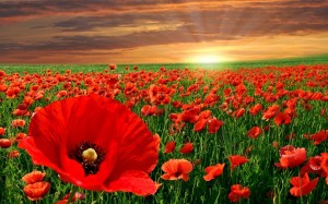 New-Poppy-Flowers-Free-HD-Wallpaper-03