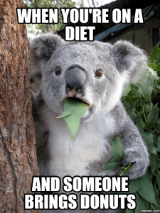 koala-eating-salad